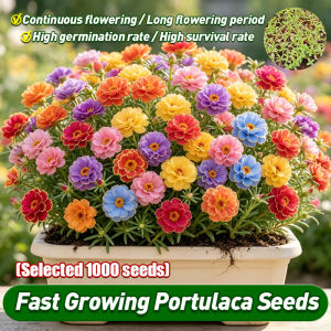 1000pcs/pack Authentic Double Petals Mixed Portulaca Seeds Moss Rose Flower Seeds for Gardening (Fast Growing Seeds) Bonsai Flower Seeds for Planting Portulaca Grandiflora Flowering Plants Seeds Bonsai Portulaca Live Plants Garden Flower Plant Seeds