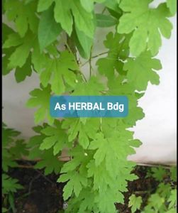 Daun pare hutan atau paria hutan segar 500 gram-az