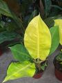 Philodendron Imperial Gold. 