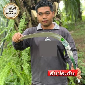 เคียวตัดปาล์ม เคียวขาว SBL เหล็กปริงสีดำ ขัดขาว 222 นม เคียวตัดปาล์มมาเล เคียว222