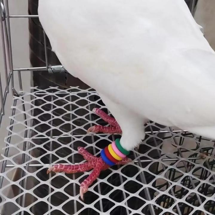 100%20chi%E1%BA%BFc%20B%C4%83ng%20t%E1%BA%ADp%20ch%C3%A2n%20hu%E1%BA%A5n%20luy%E1%BB%87n%20chim%20b%E1%BB%93%20c%C3%A2u%20nhi%E1%BB%81u%20m%C3%A0u%20%C4%91%E1%BB%83%20d%E1%BB%85%20d%C3%A0ng%20x%C3%A1c%20%C4%91%E1%BB%8Bnh%20v%C3%A0%20qu%E1%BA%A3n%20l%C3%BD%20-%20Image%207