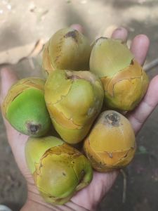 5 Bonus 1 Biji Beluluk Kelapa Segar Super Tembuluk Herbal Alami