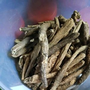 100gr 南沙参 Nan Sha Shen Adenophora Tetraphylla