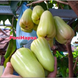 Bibit Jambu Air Taiwan Super Green TSG Super Okulasi