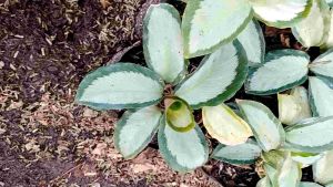 Tanaman Hias Calathea Darkstar - Kalatea Pickturata - Meranti