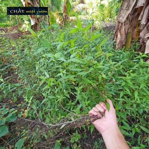 Cây rau răm giống (ăn với hột vịt lộn)