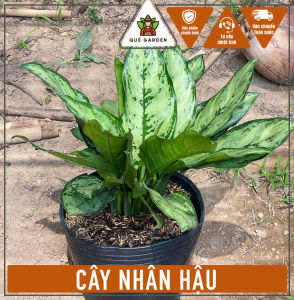 Cây Nhân Hậu (2-3 thân) - Tổng thể tầm 30-40 cm - Kiểng lá trang trí sang trọng!