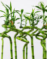 Berjaya Plant Nursery - CNY Lucky Bamboo/Dragon Bamboo/Straight Bamboo 转运竹/富贵竹/龙头直竹/直竹. 
