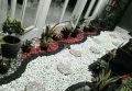 New Batu koral  putih 500gram / Batu taman / batu refleksi / Batu Therapy / batu hiasan pot / batu murah / batu aquarium / batu alam murah ready. 