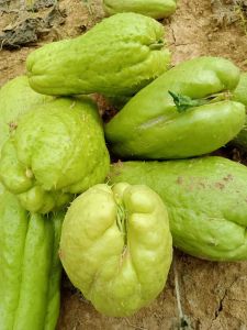 พันธุ์ฟักแม้ว มะระหวาน 1 ลูก