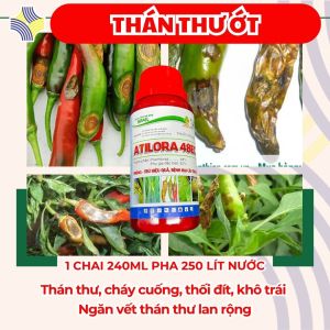 Cách Xử Lý Ớt Bị Thán Thư Cháy Trái Rụng Non – ATILORA 48EC 250ML Pha 250 Lít Nước Hiệu Quả