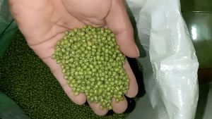 Kacang Hijo Infor Australia 500g Super Merek Ribon