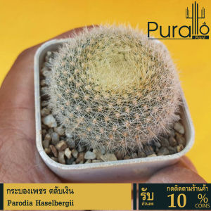 ต้นกระบองเพชร แคคตัส ตลับเงิน Prodia Haselbergii #Prodia #แคคตัส #cactus