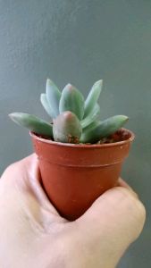Succulents 105mm pot🌿 Pachyphytum Dr. cornelius 多肉諁化青星美人