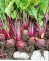 RED BEET SEEDS (15PCS SEEDS) - RED MAGIC/HYBRID/REMOLATSA/CAN GROW IN LOCAL. 
