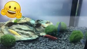 FunsLane Superposed Mini Aquarium Fishbowl for Rumble Fish Marimo Spider Marimo(No USB No Light)