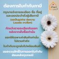 Alsoff สำลีก้อนชุบแอลกอฮอล์ 96 ก้อน [8ก้อน x 12 แผง] Alcohol Cotton Ball สำหรับเช็ดฆ่าเชื้อบนผิวหนัง. 