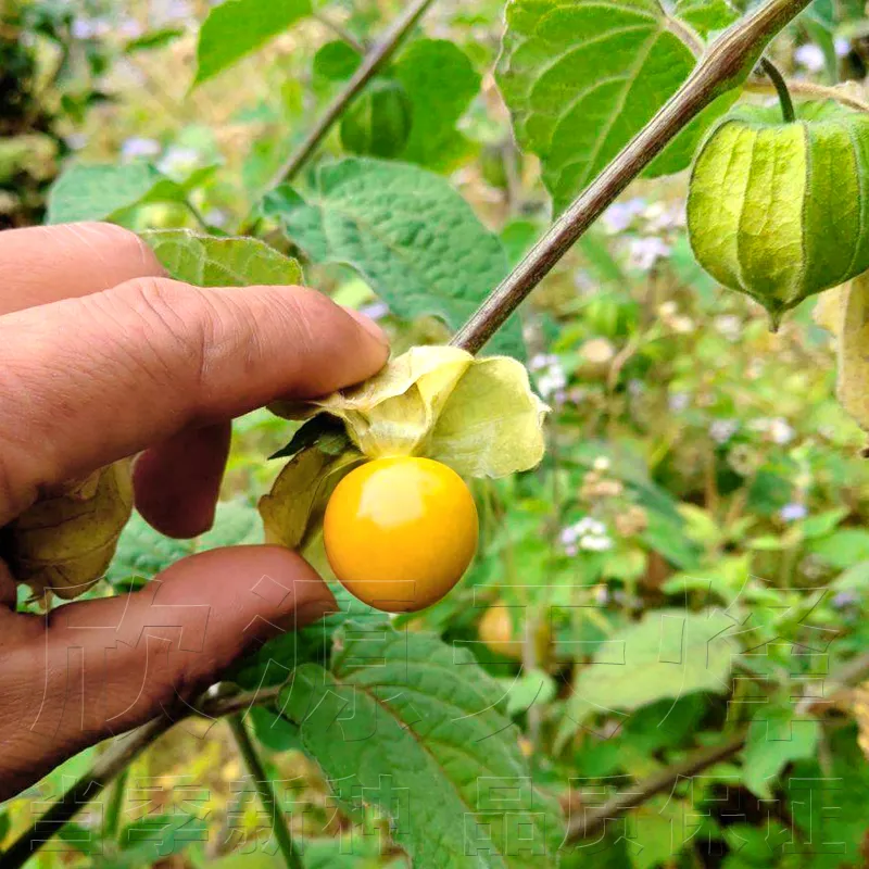 Good Quality Lantern Fruits Seeds Chinese Physalis Bonsai Fruit Tree Seeds  Home Garden Planting Potted Live