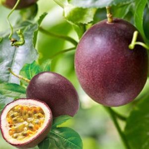 เสาวรส🎯ถูกที่สุด10 บ.📌เมล็ดพันธุ์เสาวรส20 เมล็ด🎈งอกง่าย🌱โตไว☘️ลูกดก🌱ทานอร่อย