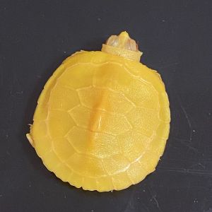 💗🙋‍♀️💗纯种进口基因稳定白巴可繁殖白化巴西龟红眼黄金龟宠物龟活物