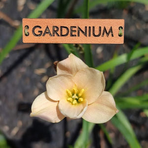 Umbi Bunga Rain Lily Bayberry Bells - Rainlily Zephyranthes Hybrid