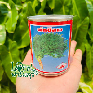 ผักชีลาว 🍃 เมล็ดผักชีลาว 10 กรัม 60กรัม เมล็ดผักสวนครัว เมล็ดผัก เมล็ดพันธุ์ผัก homes