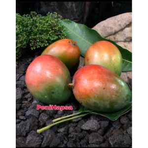 BIBIT MANGGA GARIFTA MERAH