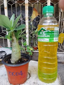 King Kong Adenium – Desert Rose Plant