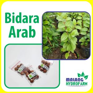 Benih Bidara Arab Unggulan Berkualitas biji bibit repack hydroponik hidroponik pot sayuran sayur