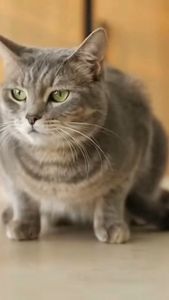 WAN MORE 90°C Slow Baked Grain Free Cat Kibbles 1.5KG | Malaysia First Visible Ingredients Cat Food | Real Food You Can See