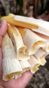 Once Pipa Roko Tarduy Taring Duyung Kw