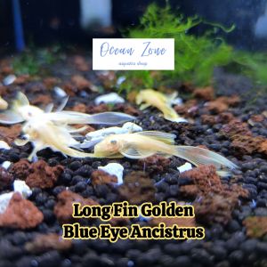【Ocean Zone】Pleco L-144 - Long Fin Golden Blue Eye Ancistrus (Live Fish with DOA)