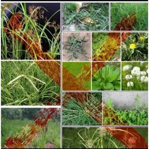 KILL GRASS BIOLOGIS HERBISIDA PEMBASMI GULMA EFEKTIF 250ML