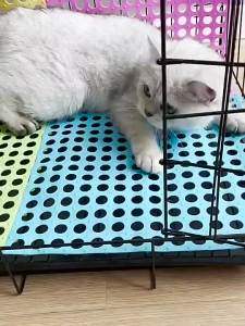 Multifunctional Splicing Plastic Matting for Dog Dog Cat Pad Mesh Pad Rabbit Cage Mat