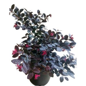 Cloropitalum / Bidara Ungu / 紫花茉莉 / जामुनी बिदारा – Herbal Medicinal Easy Care Fast Growing Air Purifying – LIVE PLA