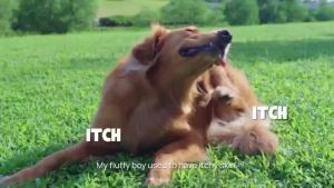 HICC Skin Relief Spray for Dogs & Cats - Rapid Itch & Hot Spot Treatment Anti-Inflammatory