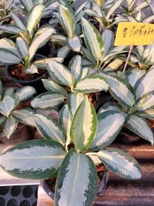 ต้นรัศมีเงิน  บัลลังก์เงิน อโกนีม่า ใบแข็งหนา ลายเงินสวยงาม #ต้นไม้ด่าง ส่งพร้อมกระถาง 8 นิ้ว