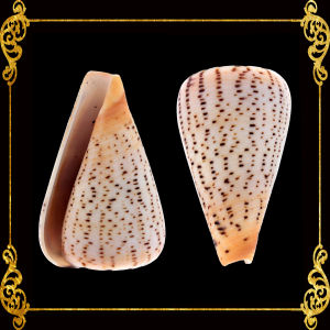 Conus Surat | Conus Suratensis | 2.5 - 3 Inches