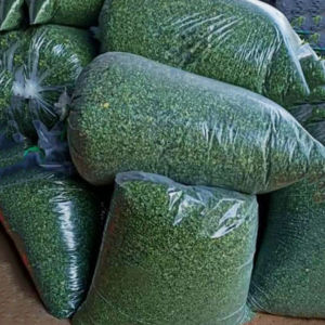 lá Chùm Ngây|  lá khô | bột sấy lạnh và phơi nắng | hạt giống