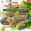 แตงกวา ใบไหม้ ใบจุด ราแป้ง ราน้ำค้าง โรคราต่างๆ ป้องกันและกำจัดด้วย ไอเอส และเร่งฟื้นฟูด้วย ปุ๋ย FK-T. 