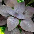 Daun Miana Herbal. 