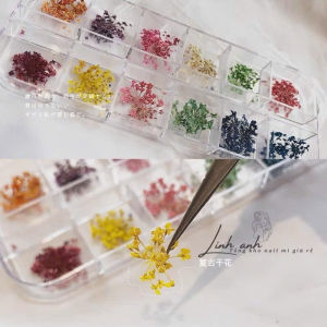 Set hoa khô nhí hoa khô chùm ẩn móng nail 12 màu ép khô trang trí móng