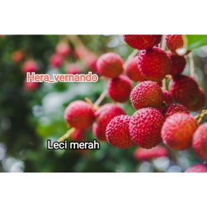 Bibit Leci Merah Jumbo Hasil Cangkok Cepat Berbuah