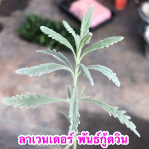 ต้นลาเวนเดอร์ แบบเพาะชำแล้วรากสมบูรณ์