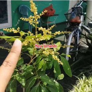 Bibit Kelengkeng Diamond Sudah Berbunga Hasil Okulasi