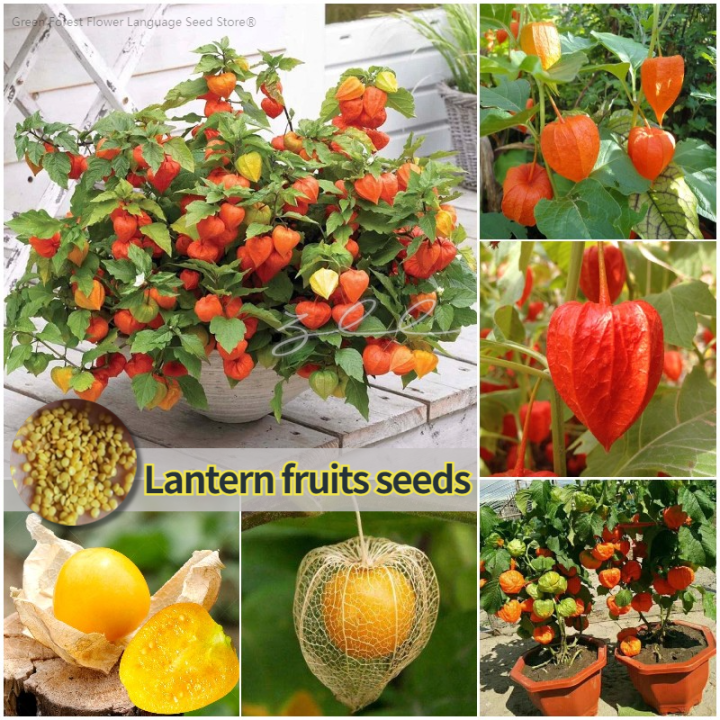 [Easy to grow in Malaysia] Fresh Lantern Fruit Plant Seed Fruit Seeds