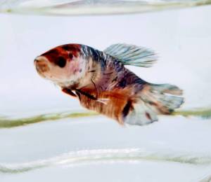 เบตต้า โค่ย กาแล็คซี่   เพศผู้ Betta  Koi Galaxy (MALE)