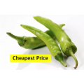 Sili Panigang / Siling Haba / 0.7 gram 90-110 pcs Hot Pepper Green / Bicol Express Chili Seeds Herbs Vegetables Plants. 