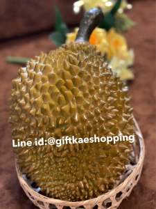 ผลไม้ปลอม ผลไม้ปลอมกิ๊ฟเก๋ โมเดลทุเรียน ( วัสดุผลิตจากพลาสติค ) ทนทานมาก ราคาพิเศษ
