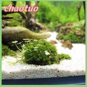 chaotuo Aquatic Pet Supplies Decorations Aquarium Moss Ball Live Plants Filter Pet Decor